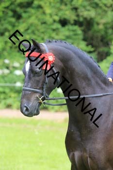 RUN-1193