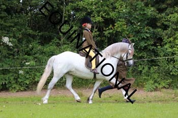 RUN-1537