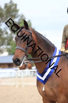 BEN-1846 BEN-1846