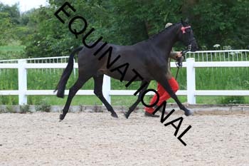 DOV-1408 DOV-1408