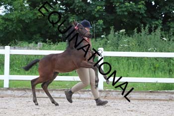 DOV-1419 DOV-1419