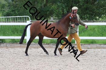 DOV-1448 DOV-1448