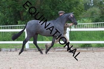 DOV-1453 DOV-1453