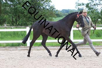 DOV-1481 DOV-1481