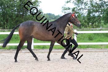 DOV-1498 DOV-1498