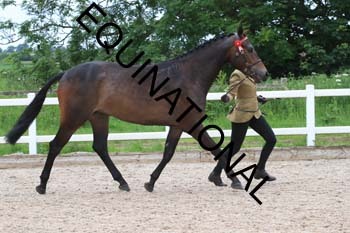DOV-1499 DOV-1499