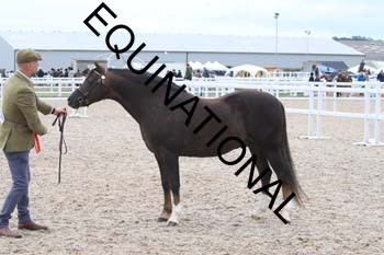 ERK-1472