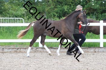 ERK-1479