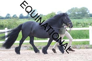 ERK-1866