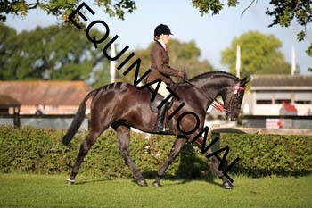 SAS-1188