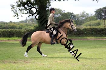 DQW-3353