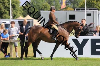 SAS-2013