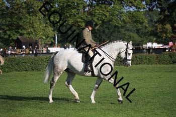 NNP-1212