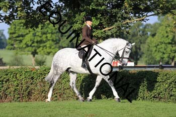 NNP-1241