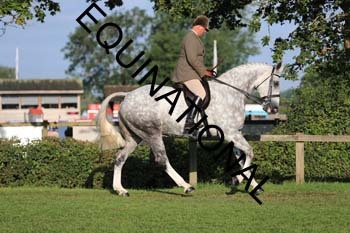 NNP-1294