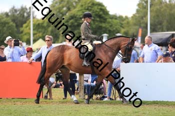NNP-3978