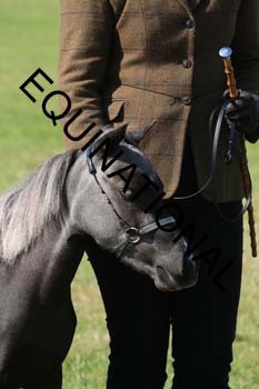 REX-1607