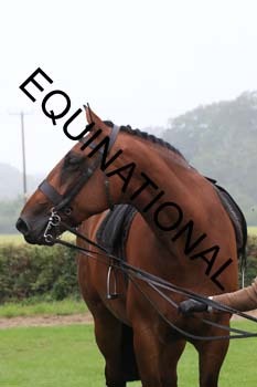 FRY-2567