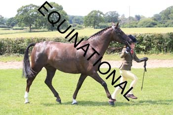 OFF-3661